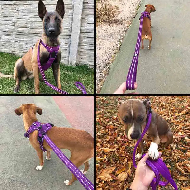 Truelove 200Cm Nylon Dog Lead Leash Running Reflective Dog Training Leash Purple Pet Leash For Small Large Dogs Correa Perro